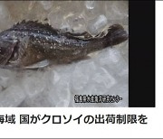 일본은 이 기사를 봅니다.. 후쿠시마서 '방사능 생선' 잡혀