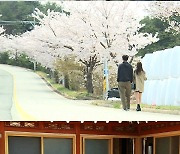 '불타는 청춘' 안혜경·구본승, 핑크빛 기류 가득한 벚꽃 데이트 [TV스포]