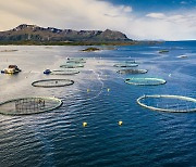 연어 양식장에 넣는 수천만 청소 물고기 '노예'