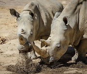 [더오래]시력 나쁜 초식동물 코뿔소, 그래도 사람 빼곤 무적