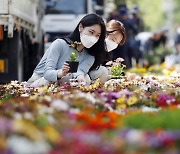 [포토] 광주 거리 환하게 밝힐 봄꽃들