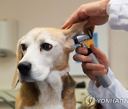 "동물진료 질 향상" 동물보건사 도입 위한 시행령 개정