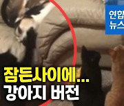 [영상] 낮잠 자는 강아지에게 고양이의 한방..더잘고양?