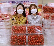 롯데마트, '무라벨 새벽 대추방울토마토' 판매