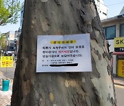 서울 종로구청 "성균관로 7-1 플라타너스 안 베기로"