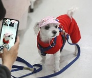 국민 28%가 반려동물 양육.. 셋 중 하나는 "포기하고 싶었다"