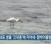 인천 대표 생물 '깃대종'에 저어새·점박이물범 등 5종