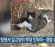 창원서 길고양이 학대 잇따라..경찰 수사