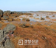 '바다의 불청객' 괭생이모자반·해파리 기승에 '골머리'