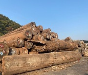 산림청, 인도·우루과이·미얀마 합법목재 정보 제공..표준지침 개발