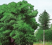 [책꽂이]800년 된 상수리나무가 알려준 것