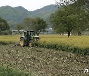 "꽃보다 코로나 예방"..절정 맞은 옥천 금강변 유채꽃밭 제거 착수