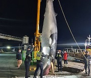길이 690cm, 무게 4.3톤 밍크고래 그물에 걸려..7천만원에 위판