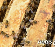 "질병으로부터 꿀벌 보호" 대한꿀벌수의사회 23일 창립총회
