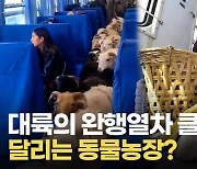 [영상] 대륙의 완행열차 클래스..이 정도면 달리는 동물농장?