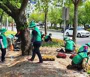 경주시, 보문단지 관문마다 꽃길 조성 .. 마가렛·메리골드 봄꽃 '방긋'