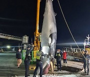 서해 그물 걸린 밍크고래 사체 7000만원에 팔려..해경 "불법포획 흔적 없어"