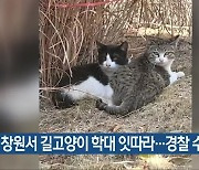 창원서 길고양이 학대 잇따라..경찰 수사