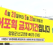 산란철 동해안 황어 '수난'..'남획' 심각