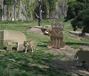 [포토] 'LG전자 포장박스' 동물 인형과 놀고 있는 사자