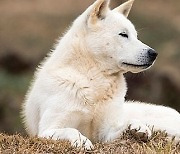 "잘 키우겠다" 입양 1시간 만에..진돗개 2마리 도살한 70대 항소심도 '징역형'