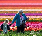 GERMANY AGRICULTURE TULIPS