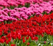 GERMANY AGRICULTURE TULIPS