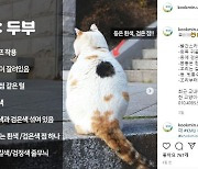 "국냥이 두부를 찾아주세요" 국민대·학생, 고양이 찾기 나서