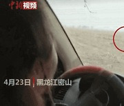 [영상]"범 내려왔다" 엄청난 속도로 차량 덮치는 호랑이..中 민가 쑥대밭