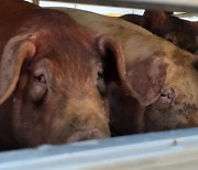 [Animals in Korea (4)] Why we should care about animal cruelty in farms