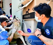 로얄캐닌·국경없는 수의사회, 유기 동물 보호소 봉사