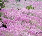 비슬산 참꽃 군락지 유튜브 영상 조회 수 5만건 돌파