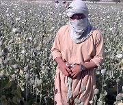 AFGHANISTAN POPPY CULTIVATION