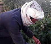 AFGHANISTAN POPPY CULTIVATION