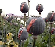 AFGHANISTAN POPPY CULTIVATION