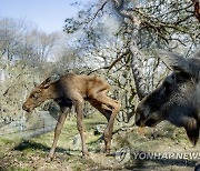 SWEDEN ELK CALVES