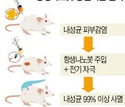 세포만큼 작은 '로봇 의사'..내성 걱정 없이 세균 잡는다