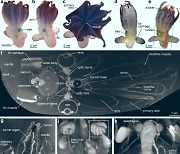 [와우! 과학] 해부 대신 CT, MRI, 유전자 검사로 검증한 신종 덤보 문어