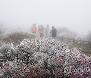 "봄과 겨울 정취를 동시에" 눈쌓인 노고단