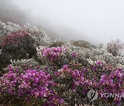 진달래 위로 눈 쌓인 노고단 정상부