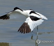 뒷부리장다리물떼새의 날갯짓