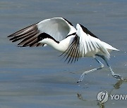 뒷부리장다리물떼새의 날갯짓