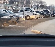 개 매달고 5km 주행한 차주 무혐의 처분.. 경찰 "고의성 입증 안 돼"