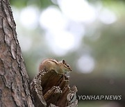 황성공원 다람쥐