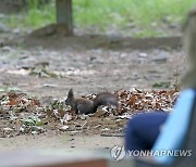 사람을 겁내지 않는 청설모