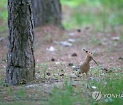 먹이 찾는 후투티