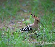 먹이 찾는 후투티