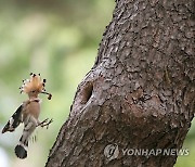 먹이 주는 후투티