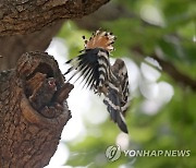 먹이 주는 후투티