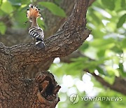 주변 경계하는 후투티